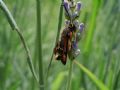 Pyropteron chrysidiforme